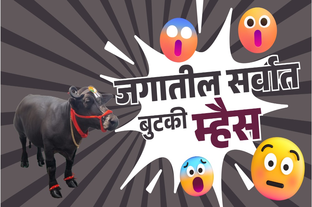 "अबब चक्क ! 3 फुटाची म्हैस"